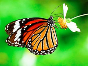 Mindful Movement Workshop